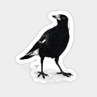 Magpie Sticker